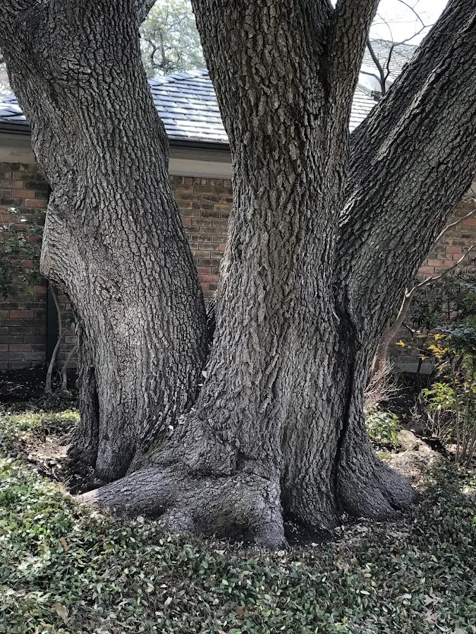 Mature heritage tree close to a Keystone Heights property cared for by certified arborists